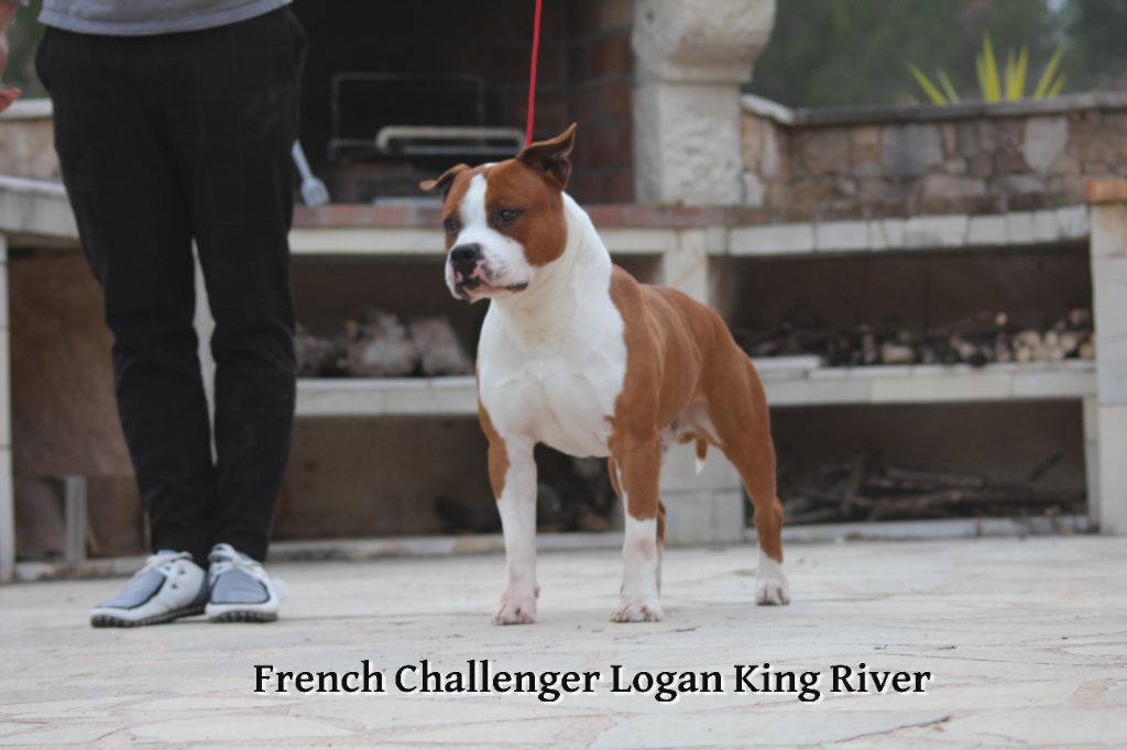 CH. French Challenger Logan king river