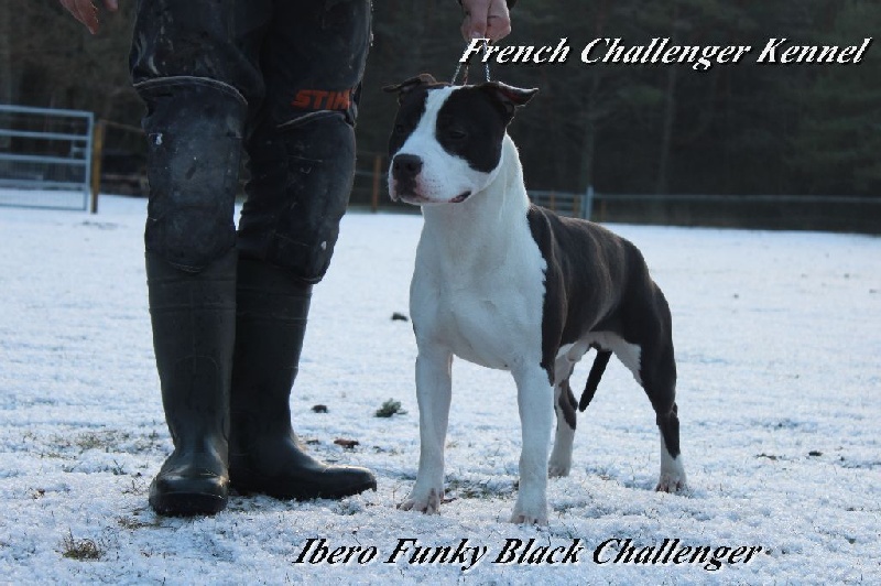 ibero Funky black challenger