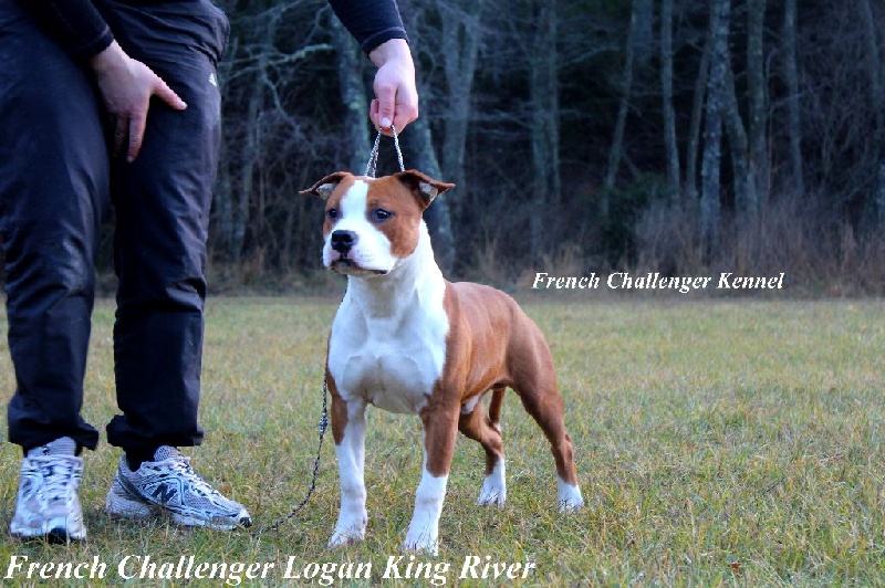 CH. French Challenger Logan king river