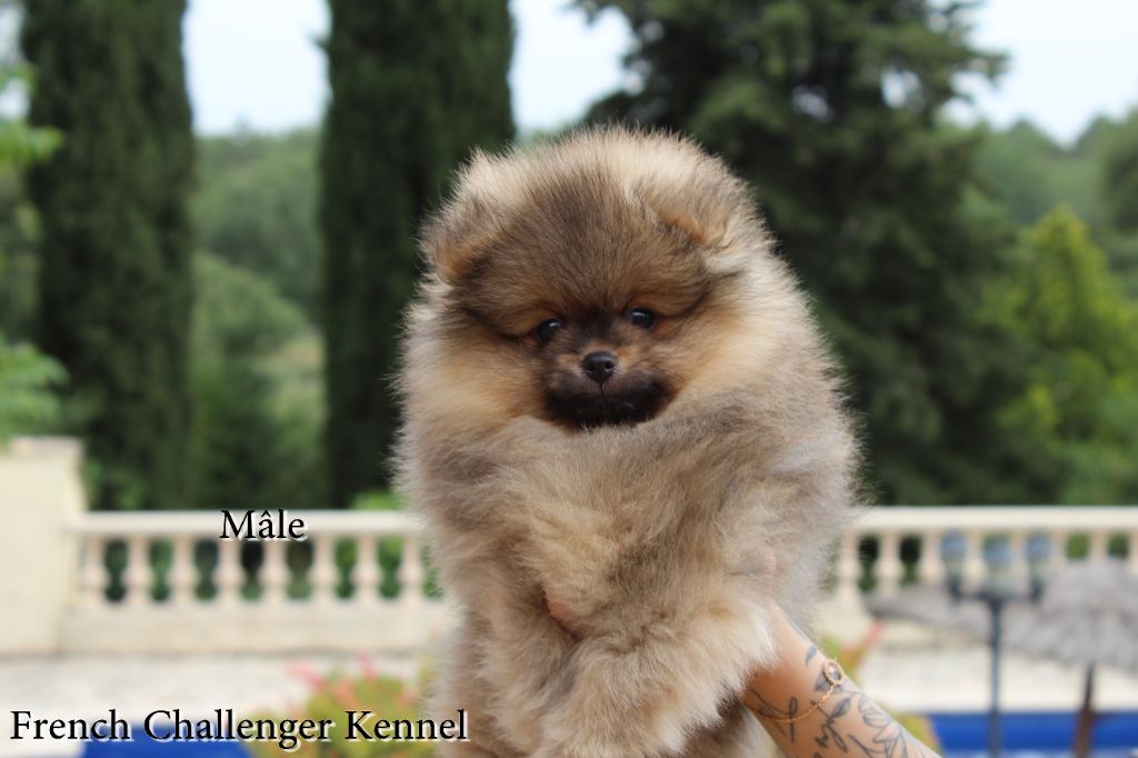 French Challenger - Chiot disponible  - Spitz allemand