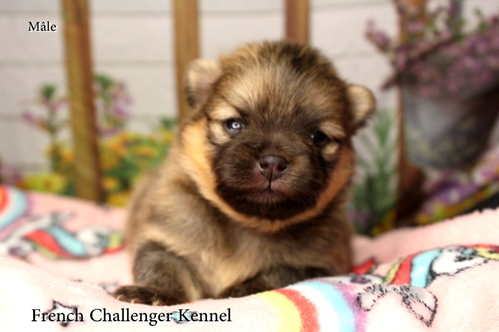 French Challenger - Chiot disponible  - Spitz allemand