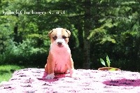 French Challenger - American Staffordshire Terrier - Portée née le 07/05/2018