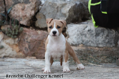 French Challenger - American Staffordshire Terrier - Portée née le 16/06/2022