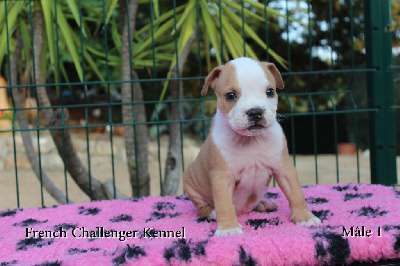 French Challenger - American Staffordshire Terrier - Portée née le 23/07/2023