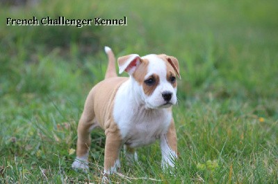 French Challenger - American Staffordshire Terrier - Portée née le 16/01/2022