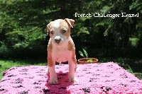 French Challenger - American Staffordshire Terrier - Portée née le 24/04/2018