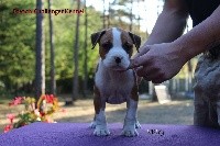 French Challenger - American Staffordshire Terrier - Portée née le 13/07/2017