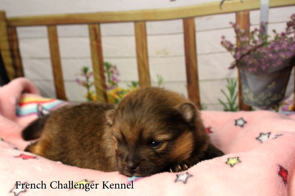 French Challenger - Chiot disponible  - Spitz allemand