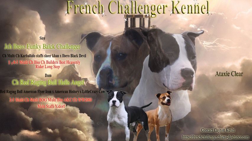 French Challenger - American Staffordshire Terrier - Portée née le 10/07/2019