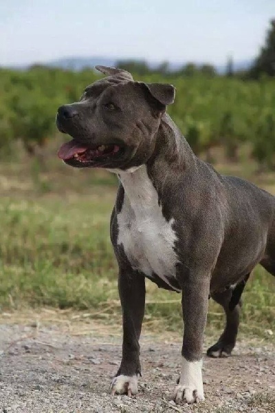 Nos chiens