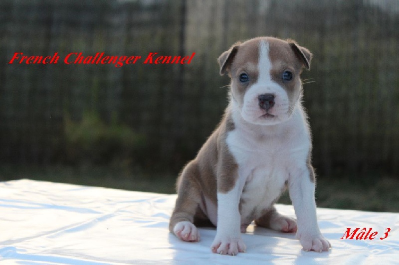 French Challenger - American Staffordshire Terrier - Portée née le 19/06/2015
