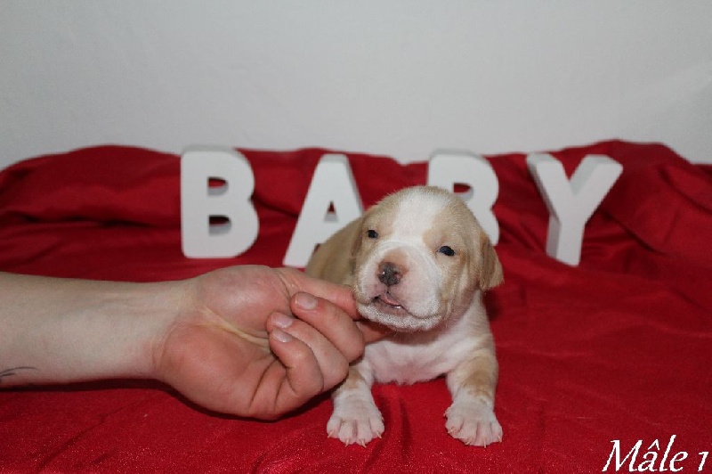 French Challenger - American Staffordshire Terrier - Portée née le 08/01/2015