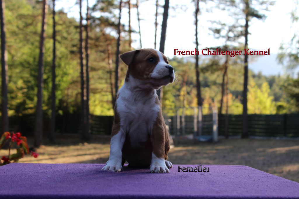 French Challenger - American Staffordshire Terrier - Portée née le 13/07/2017