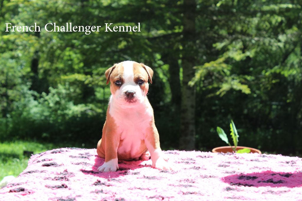 French Challenger - American Staffordshire Terrier - Portée née le 07/05/2018