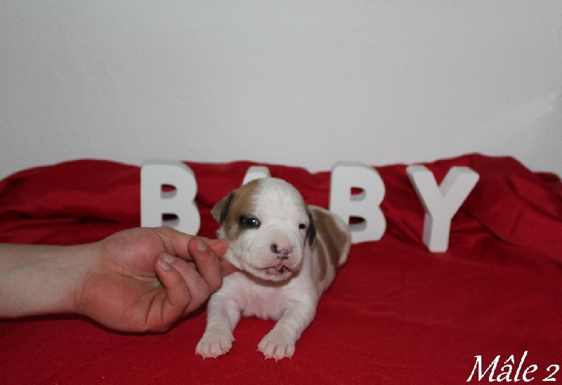 French Challenger - American Staffordshire Terrier - Portée née le 08/01/2015