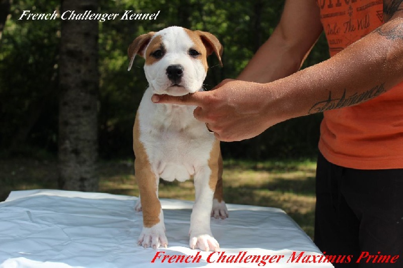 French Challenger - American Staffordshire Terrier - Portée née le 06/07/2016