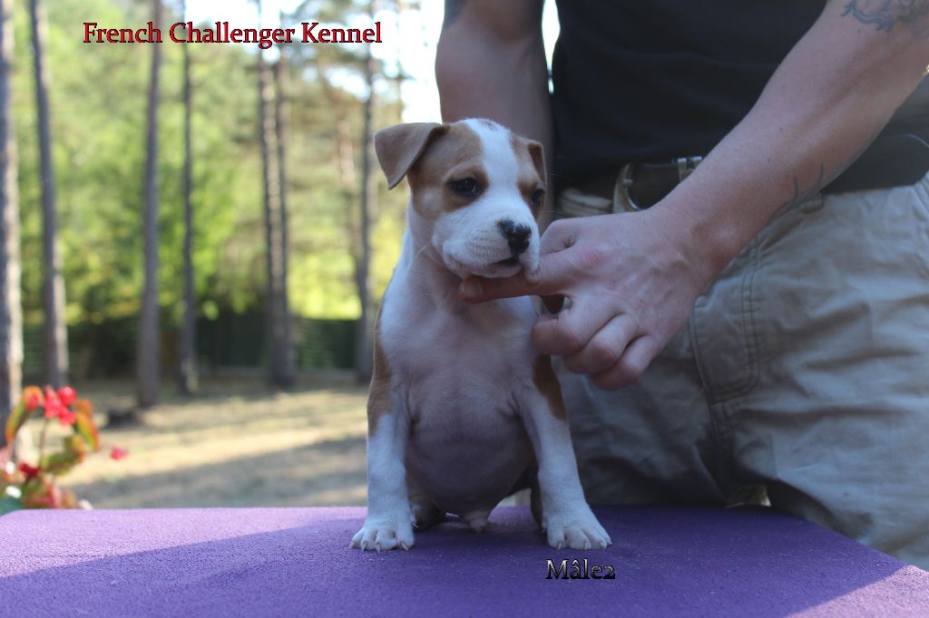 French Challenger - American Staffordshire Terrier - Portée née le 13/07/2017