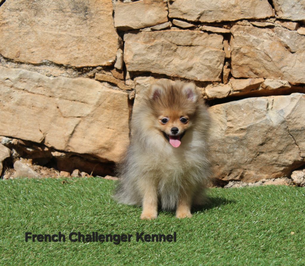 French Challenger - Chiots disponibles - Spitz allemand