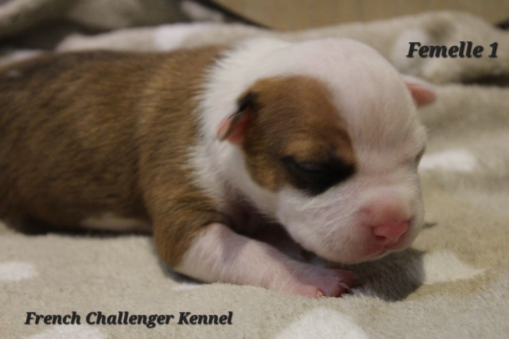 French Challenger - Chiots disponibles - American Staffordshire Terrier