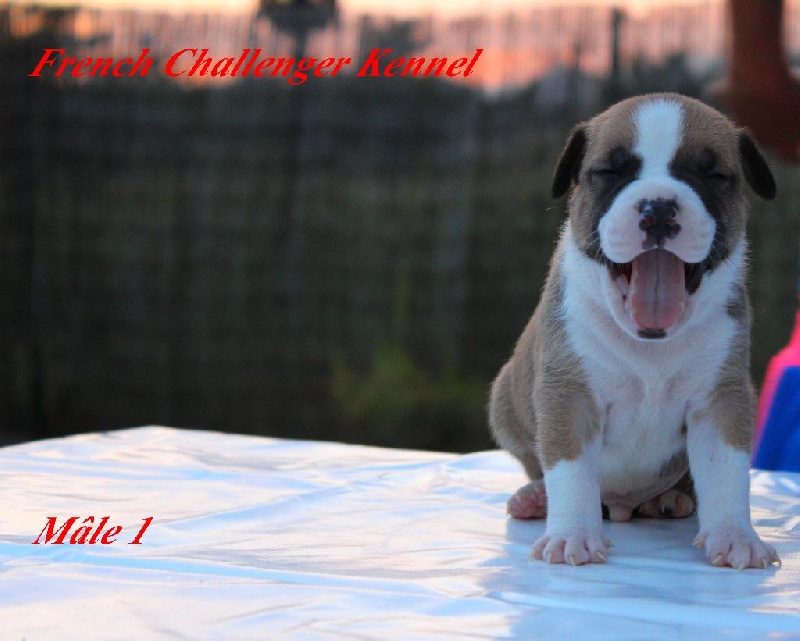 French Challenger - American Staffordshire Terrier - Portée née le 25/06/2015