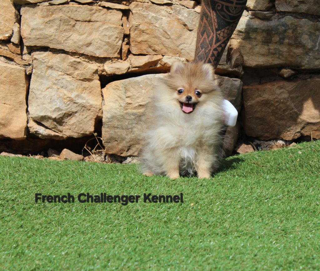 French Challenger - Chiots disponibles - Spitz allemand