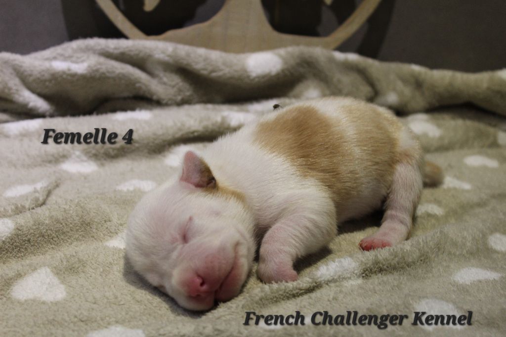 French Challenger - Chiots disponibles - American Staffordshire Terrier