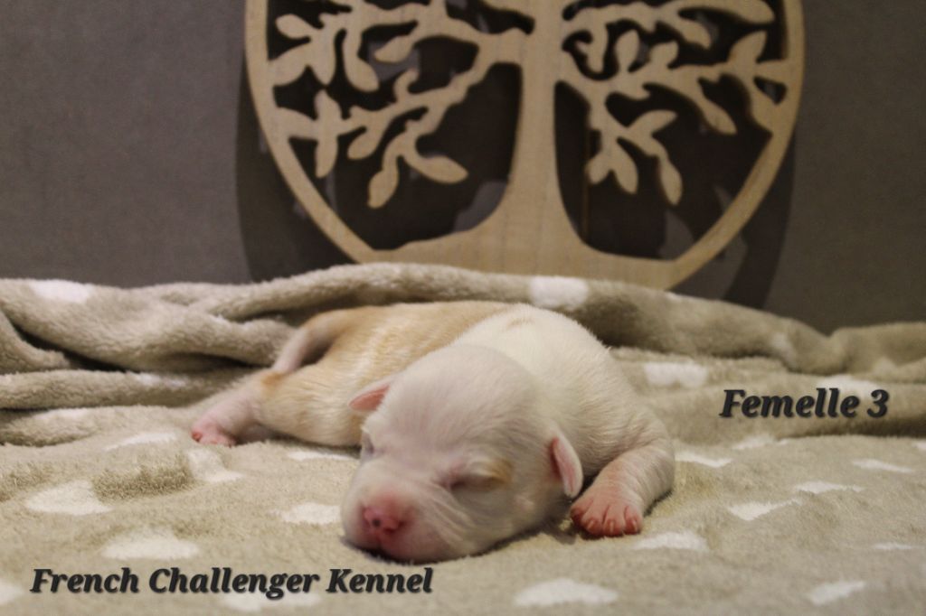 French Challenger - Chiots disponibles - American Staffordshire Terrier