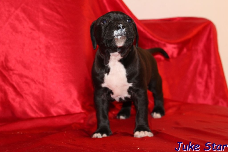 French Challenger - American Staffordshire Terrier - Portée née le 27/10/2014