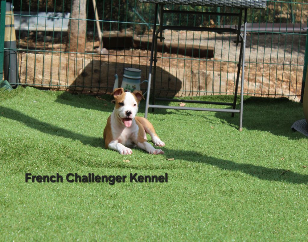 French Challenger - Chiots disponibles - American Staffordshire Terrier