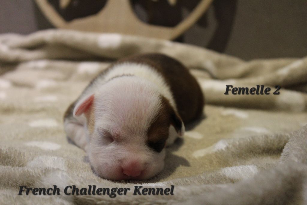 French Challenger - Chiots disponibles - American Staffordshire Terrier