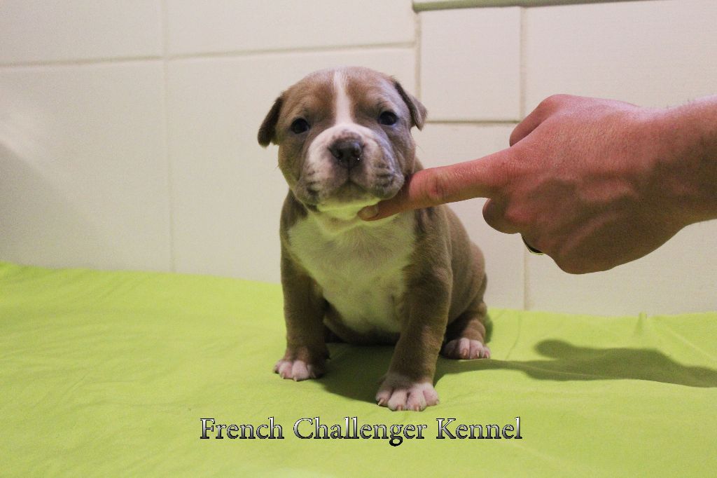 French Challenger - American Staffordshire Terrier - Portée née le 22/03/2018