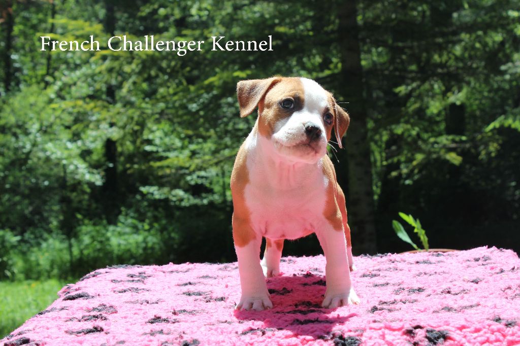 French Challenger - American Staffordshire Terrier - Portée née le 24/04/2018
