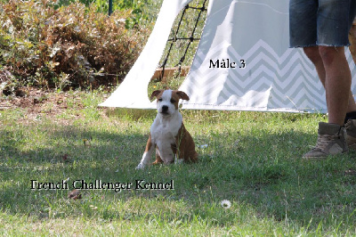 Mâle 3