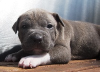 CHIOT