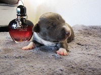 CHIOT