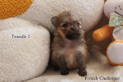 CHIOT 3