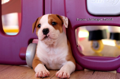 CHIOT