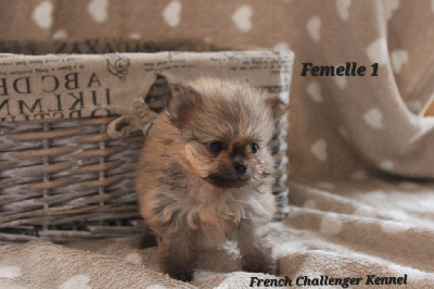 CHIOT 3