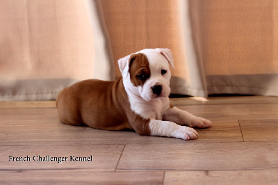 CHIOT 2