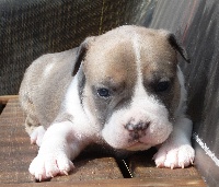 CHIOT