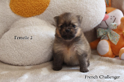 CHIOT 4