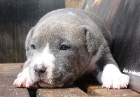CHIOT