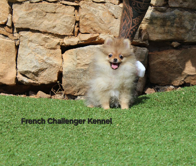 CHIOT 5