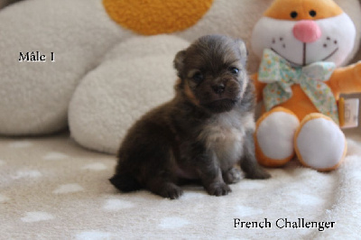 CHIOT 1