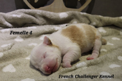Femelle 4
