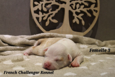 Femelle 3 