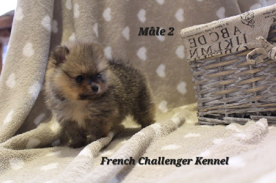 CHIOT 2