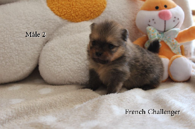 CHIOT 2