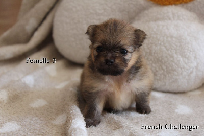 CHIOT 5