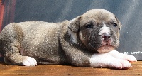 CHIOT